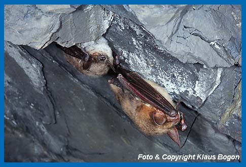 Die gleichen Tiere wie Links, aus anderer Perspektive