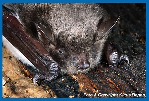 Portrt Teichfledermaus (Myotis dasycneme)