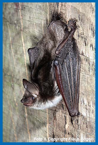 An einem Dachstuhlbalken hngendeTeichfledermaus (Myotis dasycneme)