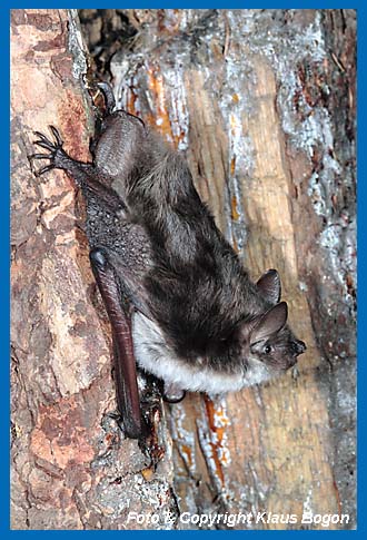 Teichfledermaus (Myotis dasycneme)