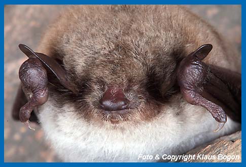 Portrt einer schlafenden Teichfledermaus