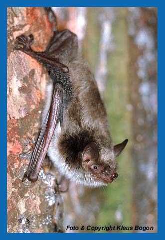 Teichfledermaus  (Myotis dasycneme)