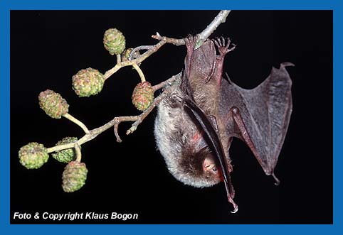 Vom Erlenzweig abfliegende Wasserfledermaus