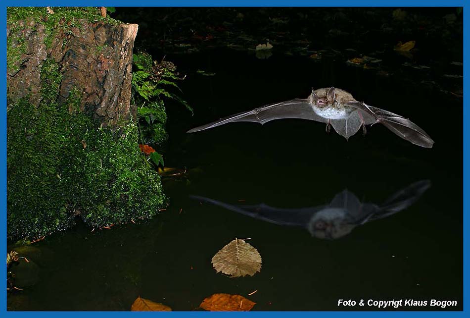 Jagende Wasserfledermaus