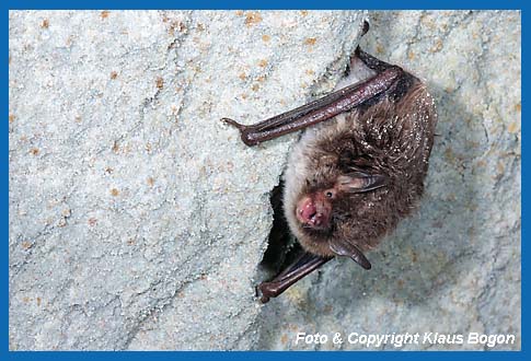 Wasserfledermaus ortet.