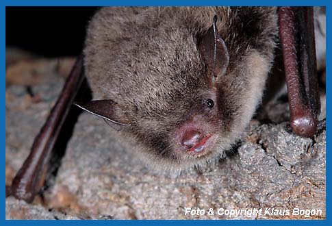 Portrt einer jungen Wasserfledermaus Myotis daubentonii.