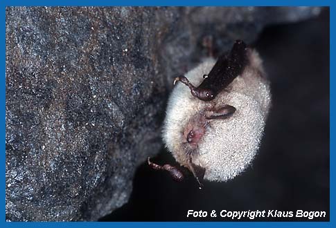 Mit Wassertropfen benetzte Wasserfledermaus