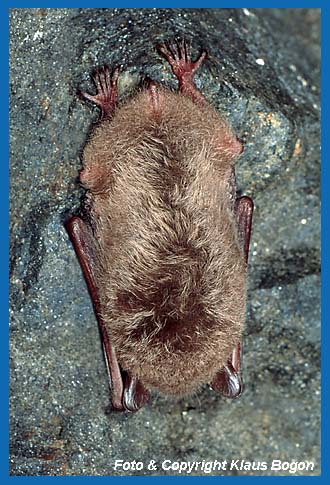 An den groen Fen ist die Wasserfledermaus leicht im Winterquartier zu erkennen.