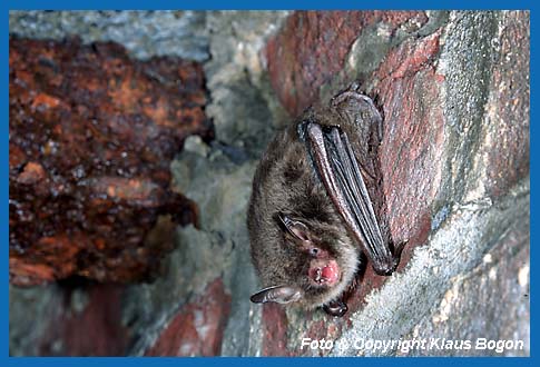 Wasserfledermaus ortet vor dem abfliegen.