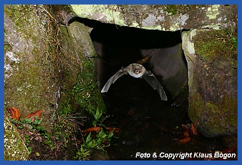 Wasserfledermaus durchfliegt auf iherer Flugroute ins Jagdgebiet einen Wasserdurchla.