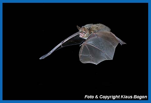 Flugaufnahme Wimperfledermaus  (Myotis emarginatus).