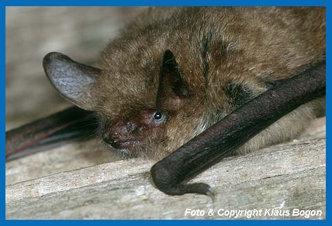 Portrt der Wimperfledermaus (Myotis emarginatus)