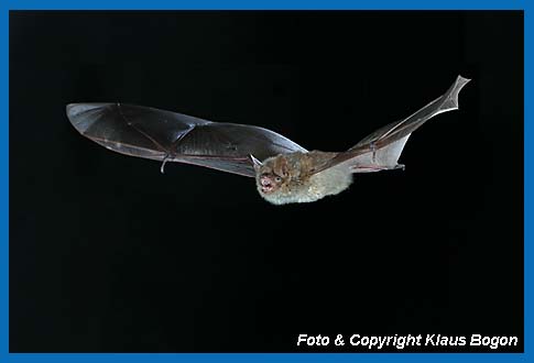 Fliegende Wimperfledermaus  (Myotis emarginatus)