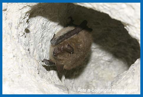 Wimperfledermaus  (Myotis emarginatus) ruht in einer Vertiefung der Hhlendecke.