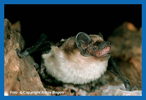 Zweifarbfledermaus  (Vespertilio murinus) Jungtier