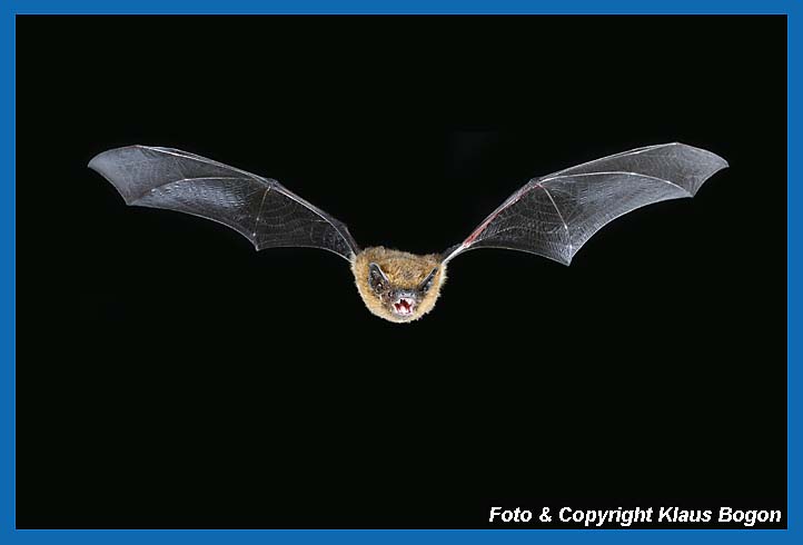 Fliegende Zwergfledermaus Pipistrellus pipistrellus