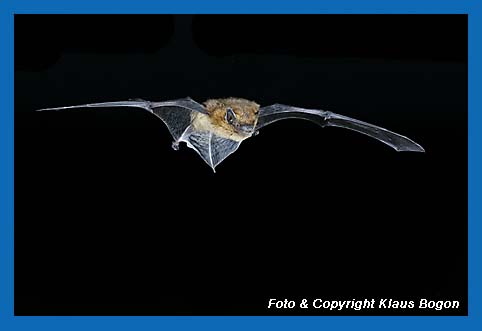 Fliegende Zwegfledermaus (Pipistrellus pipistrellus) 