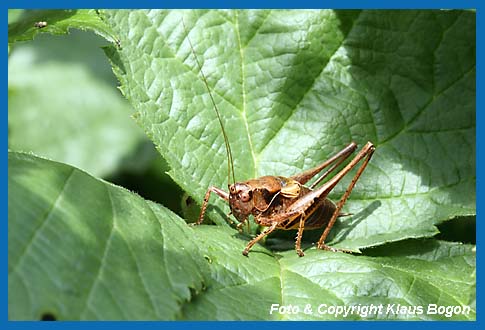 Gewhnliche Strauchschrecke Pholidoptera griseoaptera Mnnchen.