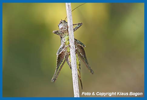 Gewhnliche Strauchschrecke Pholidoptera griseoaptera Weibchen beobachtet den Fotografen.