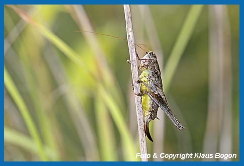 Gewhnliche Strauchschrecke Pholidoptera griseoaptera Weibchen