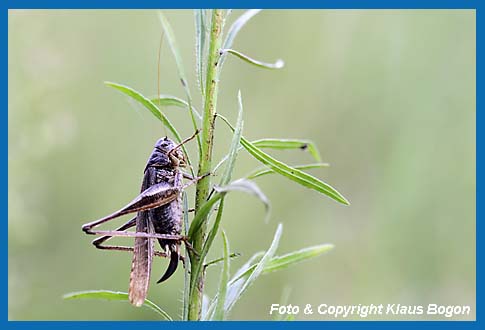 Graue Beischrecke, Platycleis albopunctata grisea Weibchen