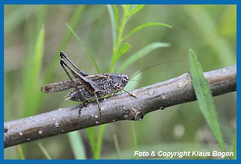 Graue Beischrecke, Platycleis albopunctata grisea  Mnnchen