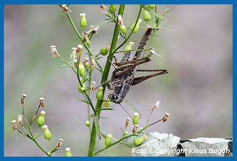 Graue Beischrecke, Platycleis albopunctata grisea  Mnnchen