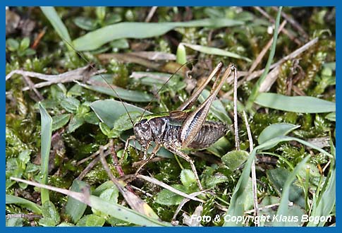 Kurzflgelige Beischrecke Metrioptera brachyptera Mnnchen