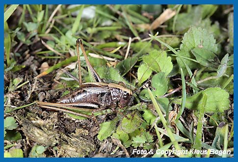 Kurzflgelige Beischrecke Metrioptera brachyptera Weibchen sonnt sich.