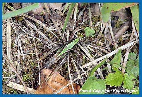 Kurzflgelige Beischrecke Metrioptera brachyptera Weibchen