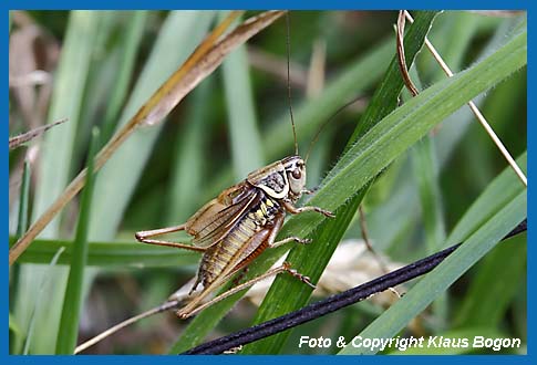 Roesels Beischrecke  Metrioptera roeseli  Mnnchen