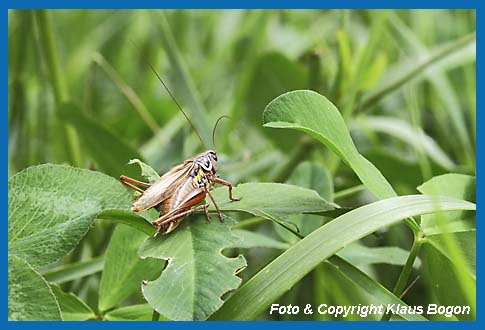 Roesels Beischrecke  Metrioptera roeseli  Mnnchen in der langflgeligen Form sonnt sich.