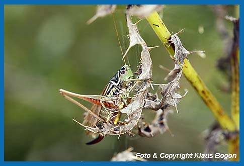 Roesels Beischrecke  Metrioptera roeseli  Weibchen in der langflgeligen Form.