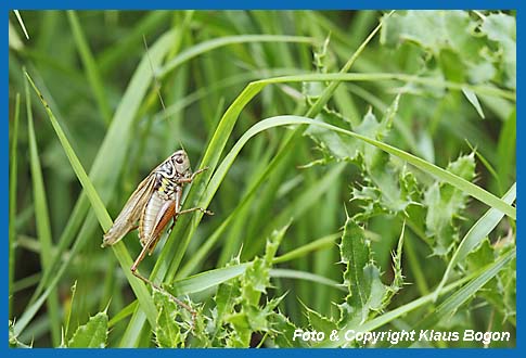 Roesels Beischrecke  Metrioptera roeseli  Mnnchen in der langflgeligen Form sonnt sich.