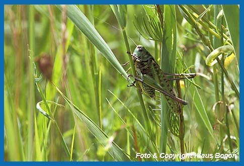 Warzenbeier Decticus verrucivorus, Mnnchen in der grnen Farbvariante.