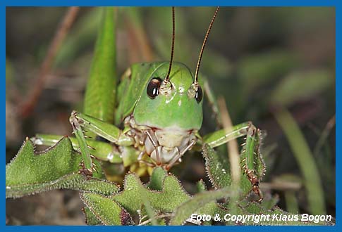 Warzenbeier Decticus verrucivorus, Portrt.