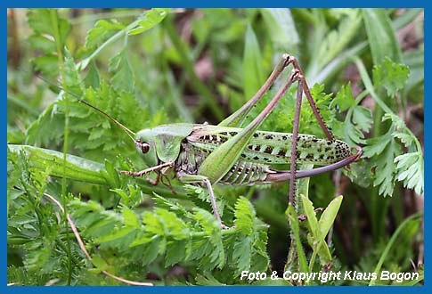 Warzenbeier Decticus verrucivorus, Weibchen in der grnen Farbvariante.