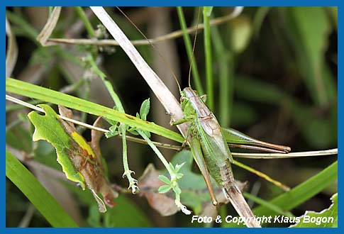 Zweifarbige Beischrecke  Metrioptera bicolor, Mnchen