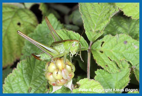 Zweifarbige Beischrecke  Metrioptera bicolor, Weibchen auch grner Brombeere.