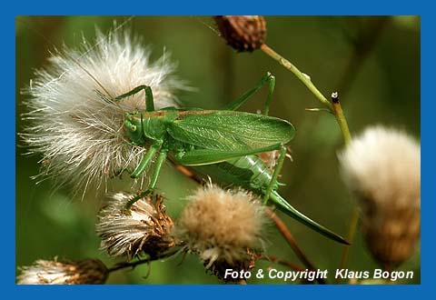 Zwitscherschrecke (Tettigonia cantans) frist friche Distelsamen