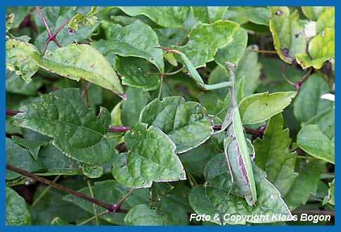 Gottesanbeterin, Mantis religiosa 