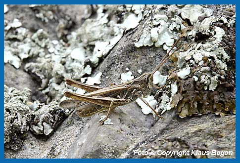 Brauner-Grashpfer Chorthippus brunneus, Mnnchen