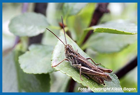 Brauner-Grashpfer Chorthippus brunneus, Mnnchen