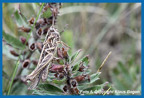 Brauner-Grashpfer Chorthippus brunneus, Weibchen