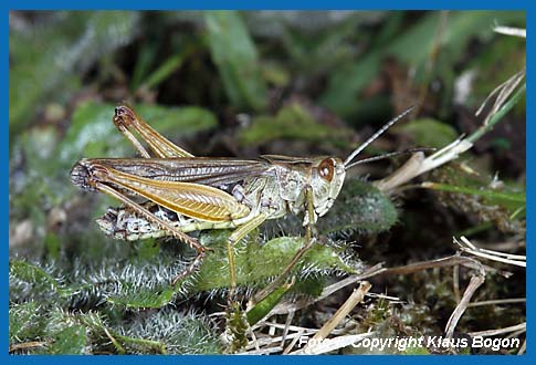 Bunter Grashpfer  Omocestus viridulus, Mnnchen