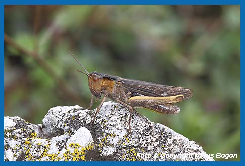 Bunter Grashpfer  Omocestus viridulus, Weibchen