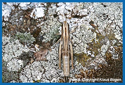 Dickkopf-Grashpfer Euchorthippus declivus, Weibchen