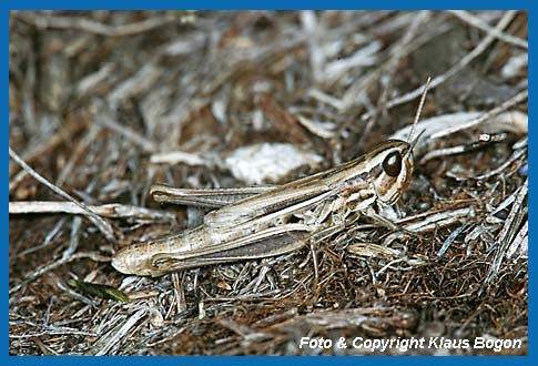 Dickkopf-Grashpfer Euchorthippus declivus, Weibchen