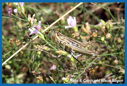 Dickkopf-Grashpfer Euchorthippus declivus, Weibchen