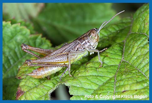 Dickkopf-Grashpfer Euchorthippus declivus, Mnnchen